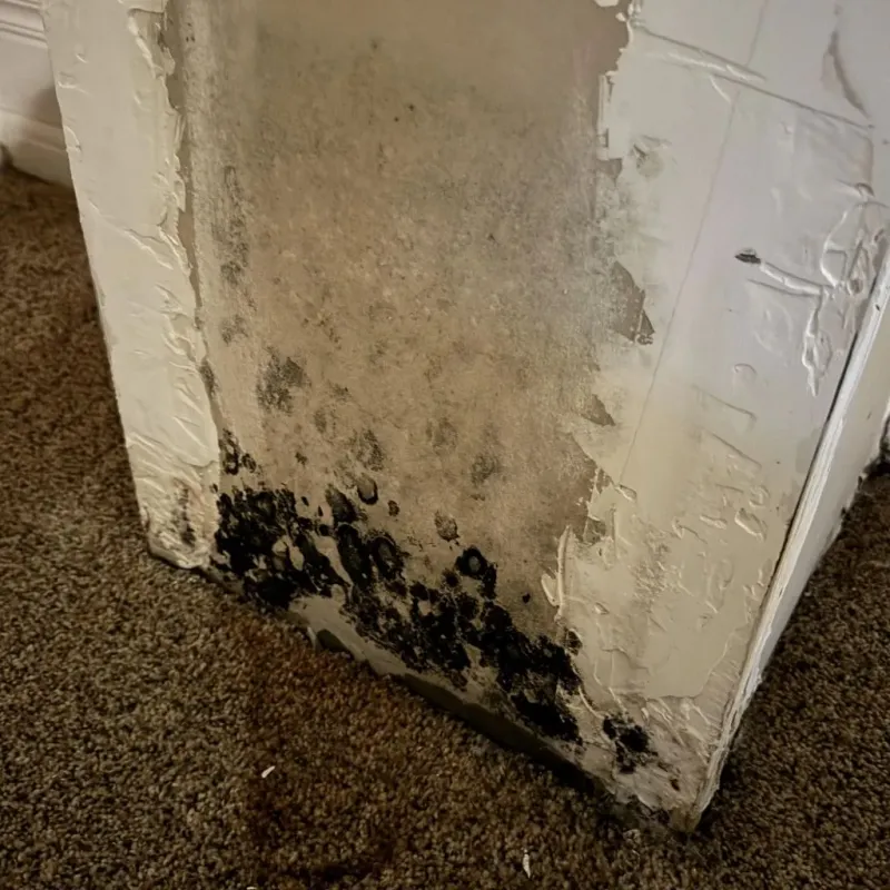 Professional Mold Removal in Barnesville, GA